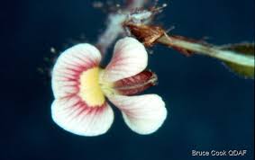 Image result for Aeschynomene leptophylla