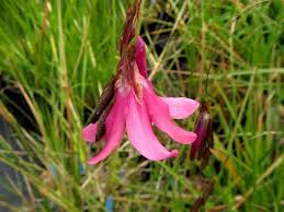 Image result for Dierama formosum × plowesii