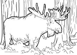 Entdecke rezepte, einrichtungsideen, stilinterpretationen und andere ideen zum ausprobieren. Malvorlage Elch Tiere Malvorlagen Kostenlose Malvorlagen Elch Kunst