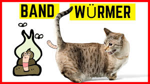 Wurmer Bei Katzen Symptome Gefahren Behandlung Youtube