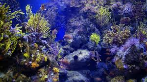 Maybe you would like to learn more about one of these? 7 Kekayaan Laut Yang Bisa Dimanfaatkan Manusia Kelas Pintar