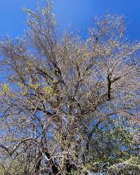 Image result for Spirostachys