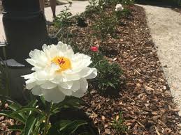 Garden city floral is located in missoula city of montana state. University Of Montana Dedicates New Garden With 200 Varieties Of Peonies Abc Fox Missoula Montanarightnow Com
