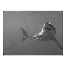 Black And White Shark Design Swimming With Sharks Poster Custom Posters Design Your Own Wall Shark Ocean Creatures Underwater World
