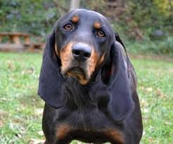 Black And Tan Coonhound For Sale In Florida Pin On Black And Tan Coonhound