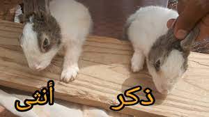 طريقة تحديد نوع الارنب ذكر ام انثى Determining the type of male or female  rabbit in this way - YouTube