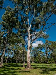 Image result for Eucalyptus tereticornis