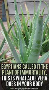 What is aloe vera juice? 140 Aloe Ideas Aloe Aloe Vera Aloe Vera Plant