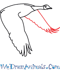 If you enjoyed this tutorial, share it and subscribe to our social networks. How To Draw A Canada Goose