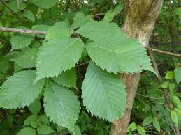 The elm tree is a common tree planted throughout the united states. Slippery Elm Glen Arboretum