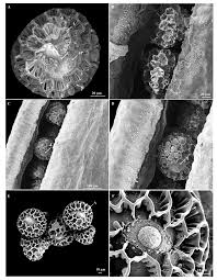 Image result for Barleria albostellata