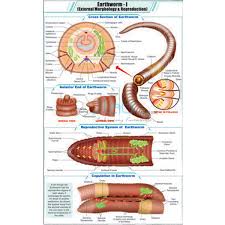 Animal Cell Chart India Animal Cell Chart Manufacturer
