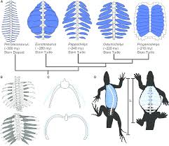 Femur and humerus in pappochelys rosinae both display a very small medullary cavity (~3% of the surface ratio) (fig. Evolution Of The Turtle Shell And Its Associated Respiratory And Download Scientific Diagram