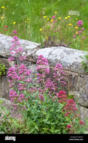 Image result for Valerianaceae