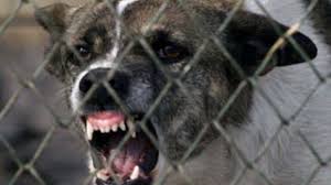 Articole publicate cu eticheta legea cainilor fara stapan. Eutanasierea Cainilor FÄƒrÄƒ StÄƒpan DupÄƒ 14 Zile AdoptatÄƒ De Camera DeputaÅ£ilor