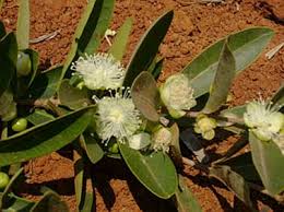 Image result for Eugenia aschersoniana