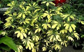 Image result for Schefflera