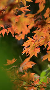 Download Wallpaper 720x1280 Leaves Autumn Blur Samsung Galaxy S3 Hd Background Nature Wallpaper Wallpaper Autumn Nature