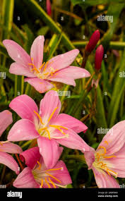 Image result for Zephyranthes minuta