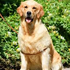 This dog breed usually stands 20 to 25 inches tall and weighs between 60 and 80 pounds. English Cream Golden Retrievers Home Facebook