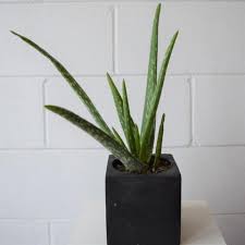 Elle paraît alors sombre et dégage une atmosphère froide. 10 Magnifiques Plantes Qui Se Plairont Dans Votre Salle De Bain Avec O Folia Design