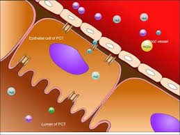 Usmle Step 1 High Yield Nephrology Renal Tubular Acidosis Youtube