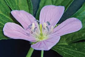 This is flowers by janice 2 by phil foley on vimeo, the home for high quality videos and the people who love them. Wildflower Of The Year 2020 Wild Geranium Geranium Maculatum Virginia Native Plant Society