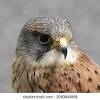 These birds are adapted to an aquatic existence with webbed feet, flattened bills, and feathers that are excellent at shedding water due to an oily coating. Https Encrypted Tbn0 Gstatic Com Images Q Tbn And9gct 40zvjzgbnnyiwchok O6iql6deaayq9jjyegadre Qt11tnh Usqp Cau