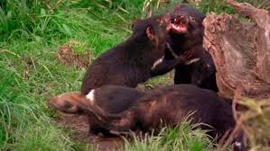 Demonios de tasmania es una banda de rock argentino que comenzó como trío, con carlos daniel gramuglia ($harly) en guitarra y voz, luciano bertolini en la batería y pablo galetto (beatzkoetxea) en el bajo. Demonio De Tasmania Curiosidades Del Diablo De Tasmania