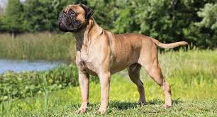 Boston terrier boston terrier mix boxer boxer mix boxer/bulldog bugg bullmastiff cairn terrier cairn terrier mix cane corso (italian mastiff) cavachon cavalier king charles spaniel cavalier mix cavanese cavapoo chihuahua chihuahua mix. Bullmastiff Dog Breed Profile Petfinder