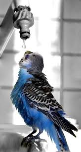 Pin Van Sherien Adeeb Op Vogels Birds Parkieten Dieren Mooi Vogeltjes