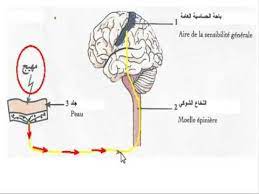مسار السيالة العصبية اللمسية youtube map youtube