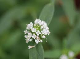 Image result for Mitracarpus