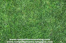 Tingkat kerapetan rumput gajah mini, karena bila rumput di tingkat petani tersebut diurus dengan baik maka rumput akan menjadi rapat. Harga Jual Rumput Gajah Mini Di Surabaya Termurah 2021 Penjual Rumput Gajah Mini Di Surabaya Termurah 2021 Jual Rumput Taman Dan Bibit Rumput Ternak