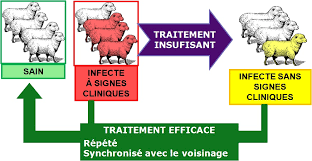 La Gale Ovine Ou Gale Du Corps Gale Psoroptique
