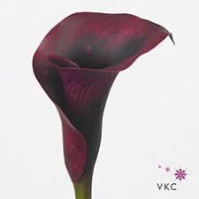 Calla Lily Rudolph Wholesale Flowers Florist Supplies Wholesale Flowers Calla Lily Calla