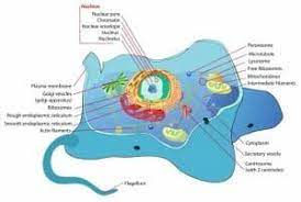 Organelle Definition Function Types And Examples Biology Dictionary Eukaryotic Cell Biology Cell Theory