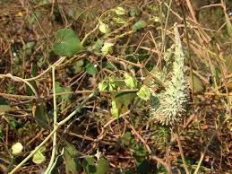 Image result for Pergularia