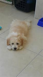 Pets Home Vip Sektor