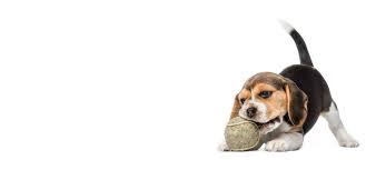 Be sure to check our events page to see what's happening that day. Dog Playgroups Near Me Indoor Dog Park Near Me