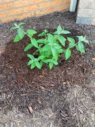 Image result for Buchnera keilii