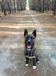 Have you heard about the dachhund german shepherd mix, that adorable crossbreed between the weiner dog and the german sherpherd? Dutch Shepherd Dutch Shepherd Forum