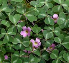 Image result for Oxalis depressa