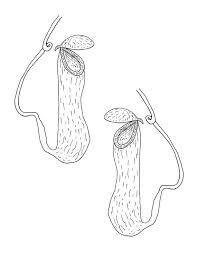 Black And White Images Of Pitcher Plant Carnivorous Plant Embroidery Pattern Pitcher By Stewartfiberarts Embroidery Patterns Hand Embroidery Patterns Carnivorous Plants