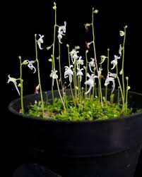 Image result for Bulbophyllum sandersonii