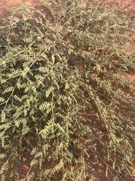 Image result for Indigofera garckeana