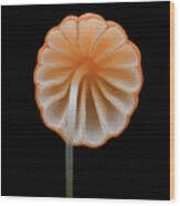 Image result for Marasmius siccus