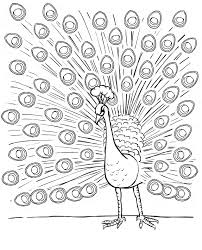 Download & print these free original peacock coloring pages exclusive to kids activities blog! Free Printable Peacock Coloring Pages For Adults Coloring Pages For Kids