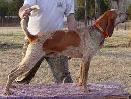 English Coonhound Greatdogsite