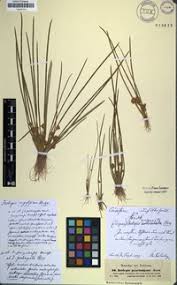 Image result for Schoenoplectiella senegalensis